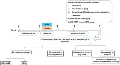 Potent Natural Antioxidant Carveol Attenuates MCAO-Stress Induced Oxidative, Neurodegeneration by Regulating the Nrf-2 Pathway